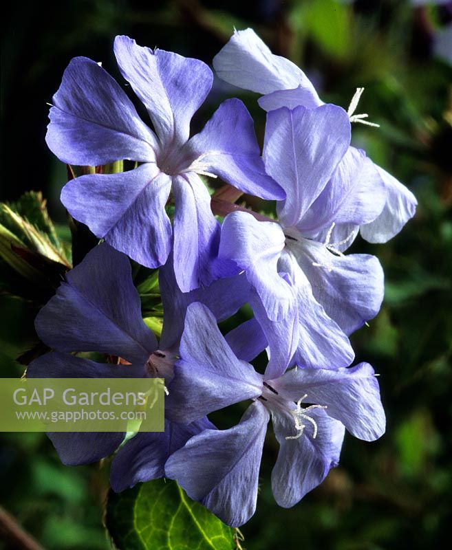 Ceratostigma willmottiana Forest Blue