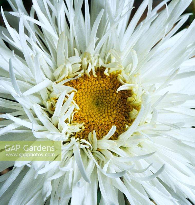 Shasta daisy Leucanthemum x superbum Aglaia