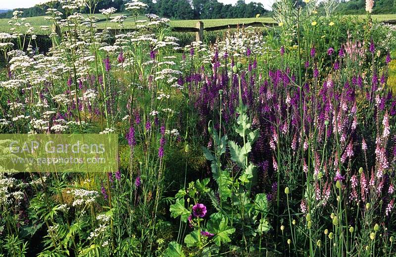 private garden Sussex Linaria purpurea and Canon J Went Valeriana officinalis