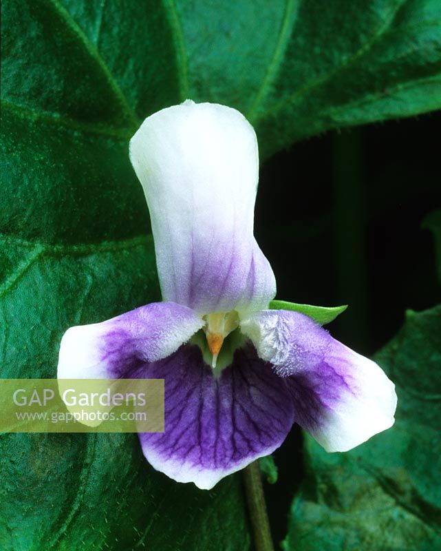 violet Viola hederacea