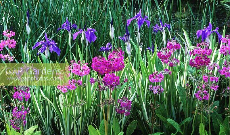 Iris laevigata Variegata and Primula pulverulenta beside pond