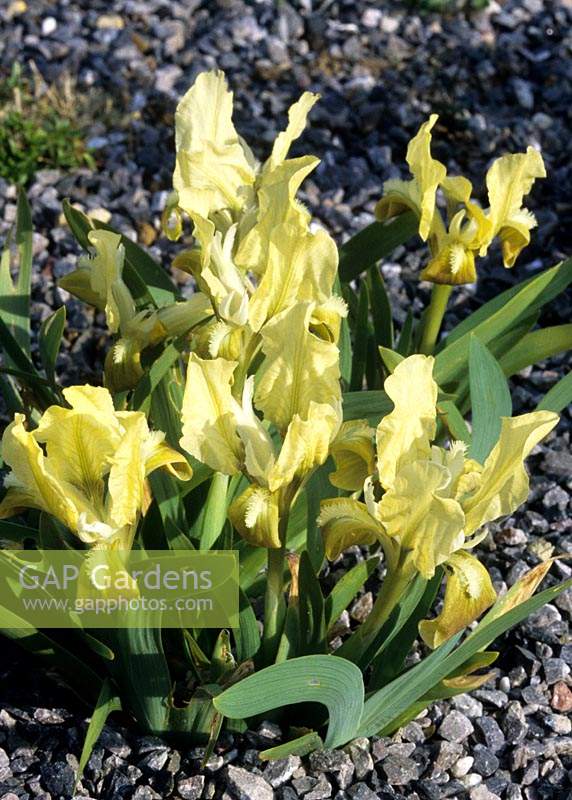 Iris pumila subsp attica