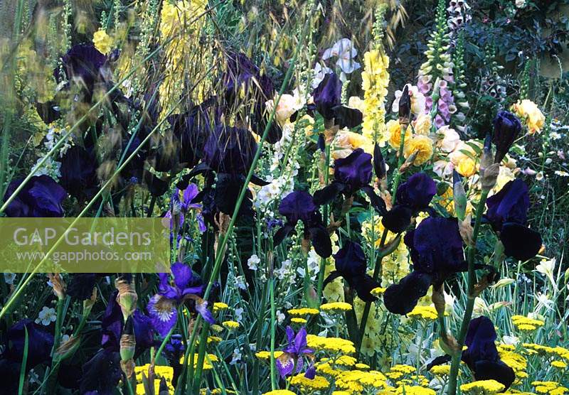 Chelsea FS 1999 design Cherida Seago Iris Deep Black Achillea Moonshine Verbascum Gainsborough Stipa gigantea