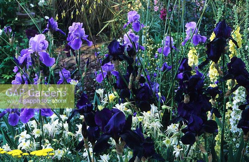 Chelsea FS 1999 design Cherida Seago Iris Deep Black Iris Blue Rhythm Aquilegia White Star