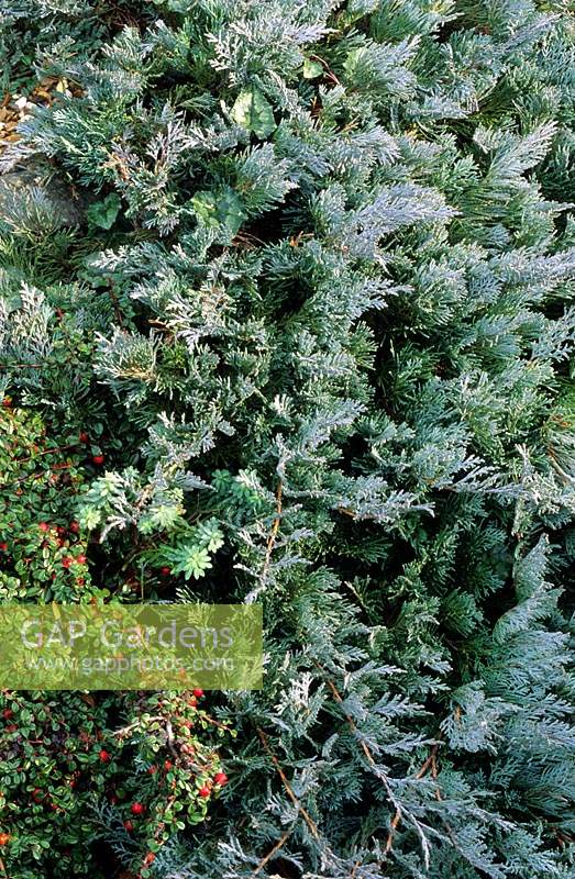 prostrate juniper Juniperus horizontalis and Cotoneaster microphyllus