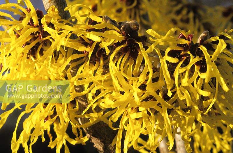 witch hazel Hamamelis Pallida