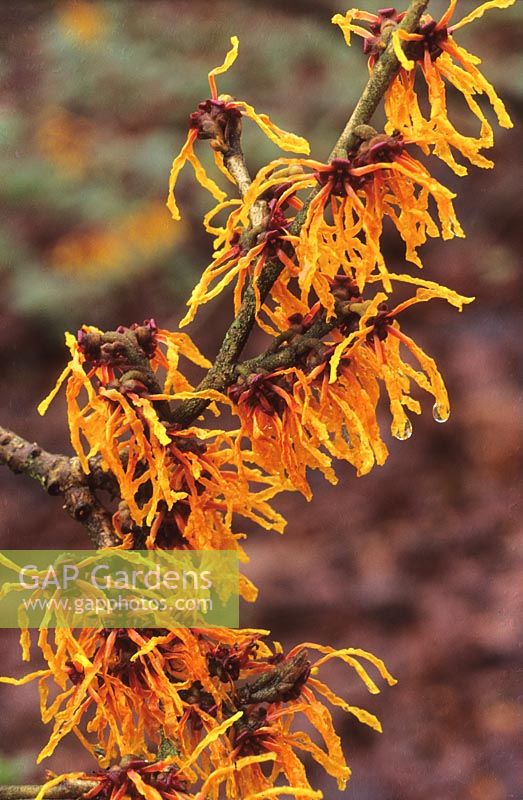 witch hazel Hamamelis x intermedia Vesna