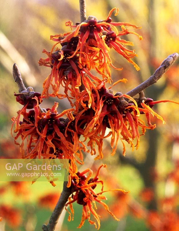 witch hazel Hamamelis x intermedia Diane