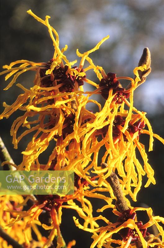 witch hazel Hamamelis x intermedia Vesna