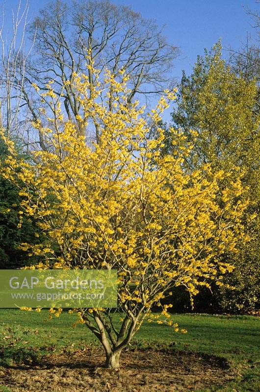 Hilliers Arboretum Hampshire witch hazel Hamamelis mollis