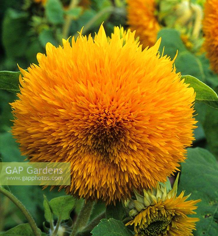 sunflower Helianthus Sungold