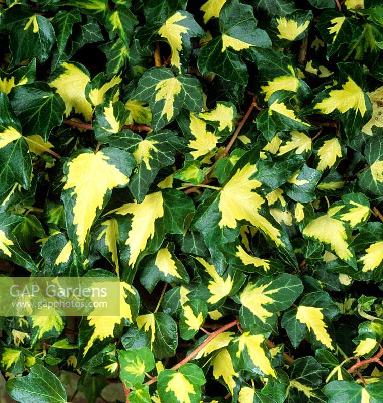 ivy Hedera helix 'Goldheart'