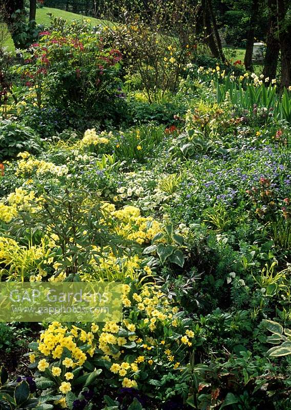 Windy Ridge Yorkshire yellow Barnhaven Primulas in woodland garden