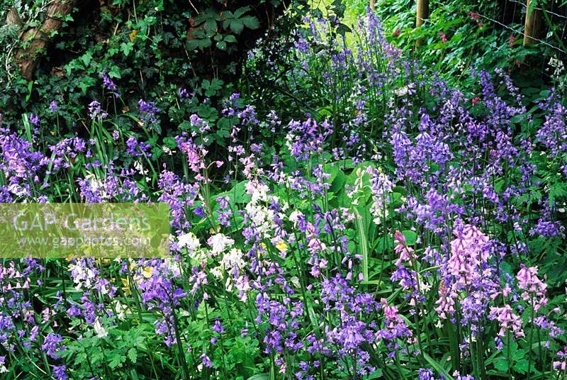 Hyacinthoides x massartiana Spanish originating hybrid bluebells