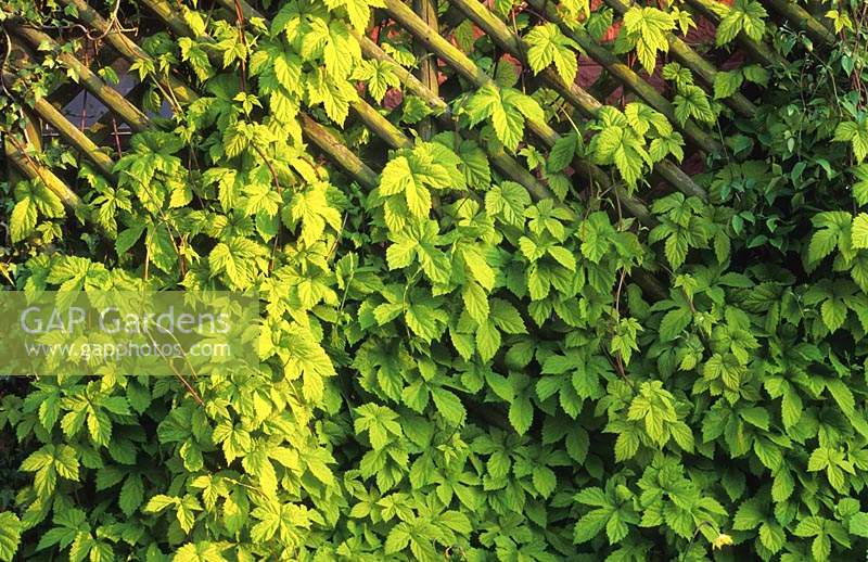 The Oast Houses Hampshire golden hop on trellis