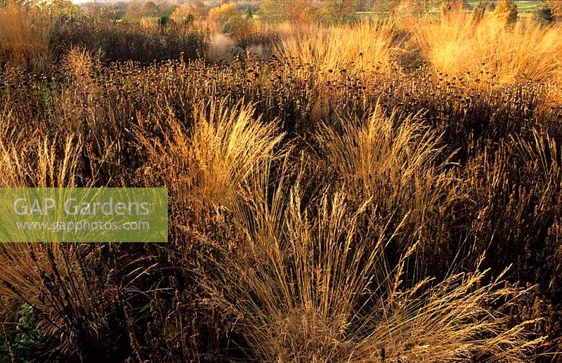 RHS Wisley Surrey design Piet Oudolf prairie planting with grasses and perennials after colour Calamagrostis brachytricha Echin