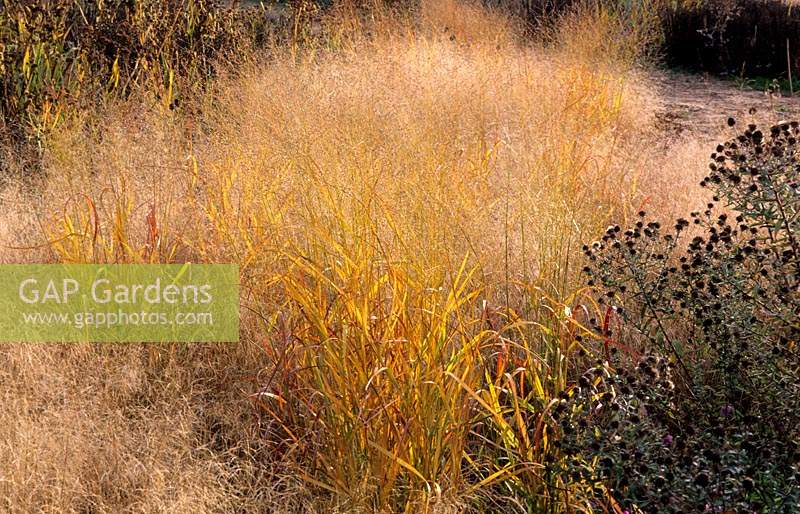 RHS Wisley Surrey design Piet Oudolf prairie planting with grasses and perennials after colour Panicum virgatum Rehbraun Descha