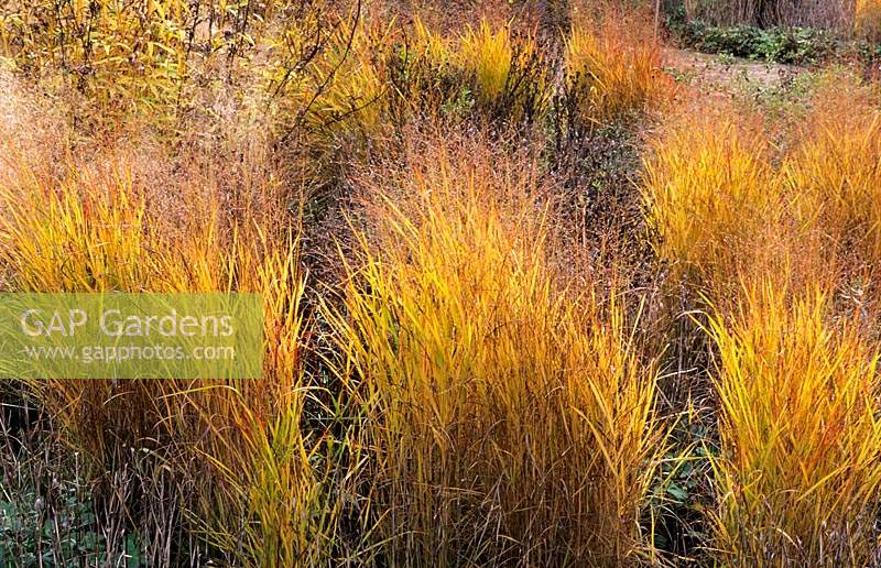 RHS Wisley Surrey design Piet Oudolf prairie planting with grasses and perennials after colour Panicum virgatum Rehbraun Astran