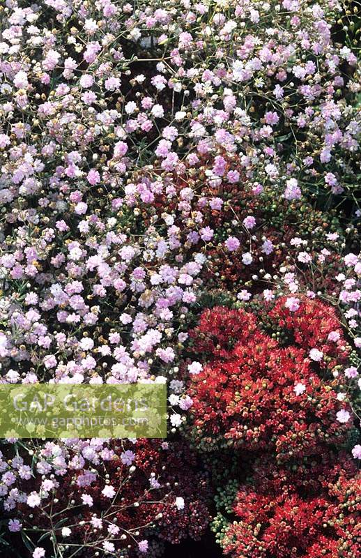 Gypsophylla paniculata Compacta Plena Sedum Munstead Red