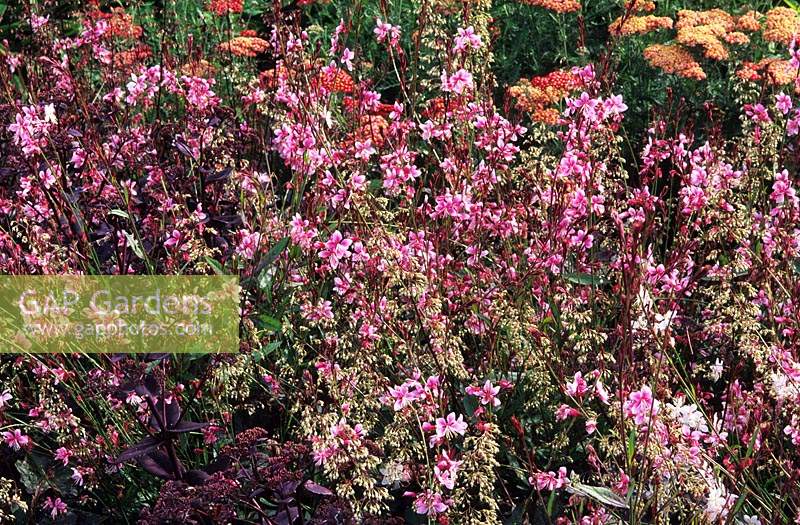 Gaura lindheimeri Siskiyou Pink Heuchera Palace Purple Stipa gigantea