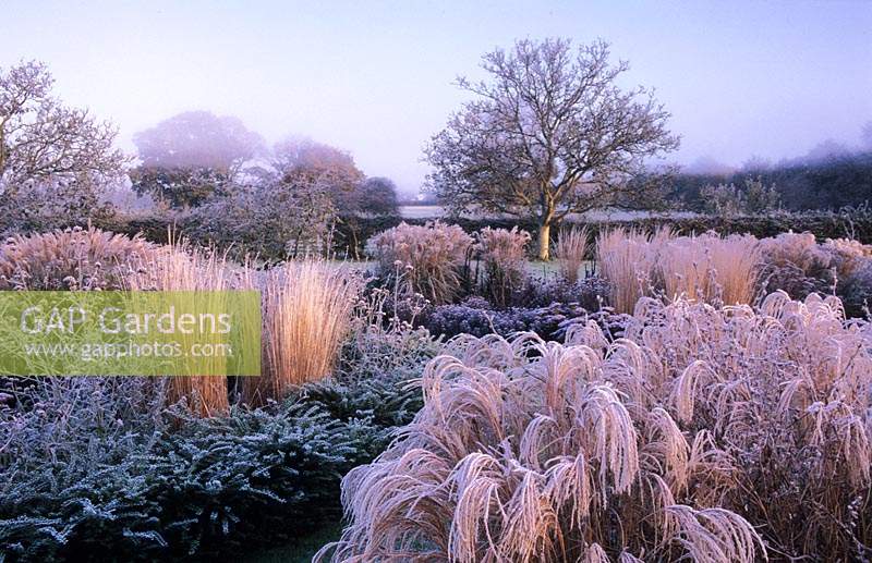 ornamental grasses and perennials in frosty winter garden