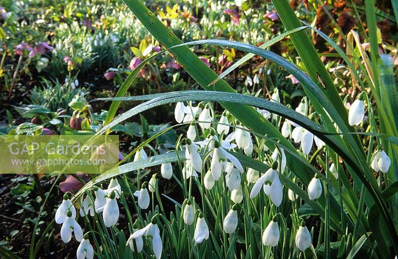 East Lambrook Manor Somerset snowdrop Galanthus nivalis S Arnott