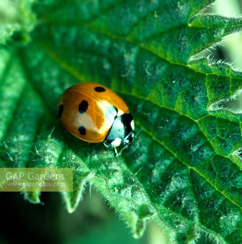 seven spot red ladybug ladybird Coccinella novemnotata on nettle leaf