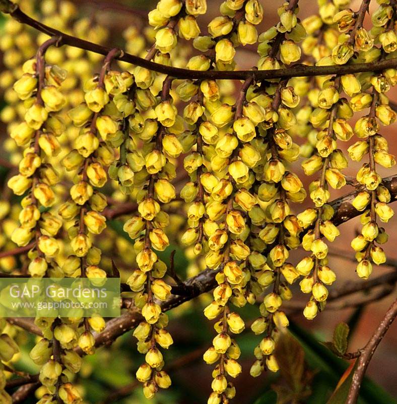 Stachyurus praecox