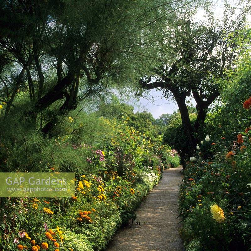 Giverny France Monet's garden path lined with annuals African Marigolds salvias Tamarix tree