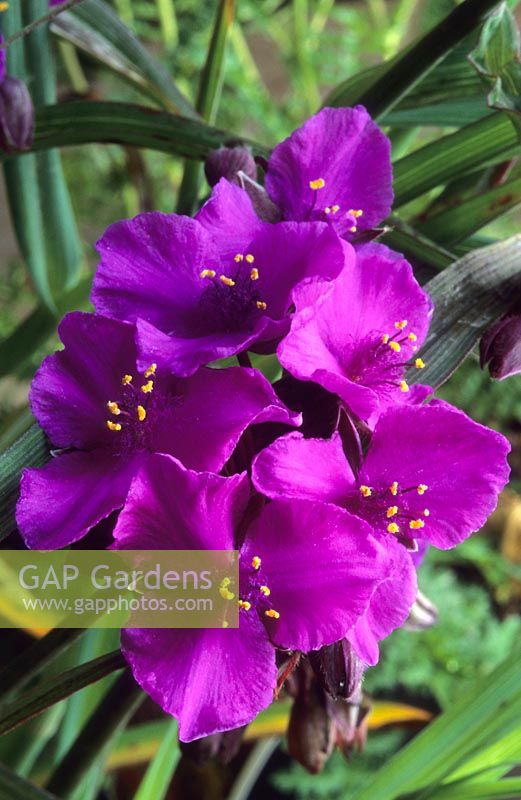 Tradescantia x andersoniana Concord Grape