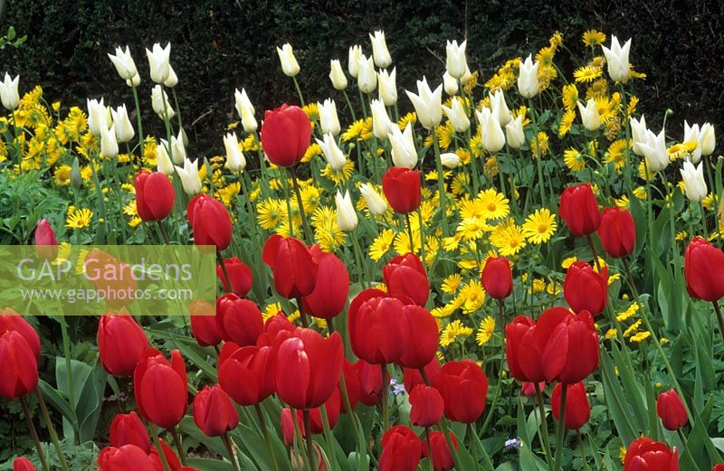 tulip Tulipa 'Red Matador' and 'White Triumphator'