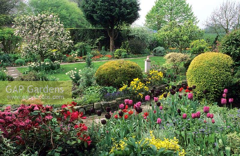 private garden Maarssen Holland mixed tulips in Spring garden borders