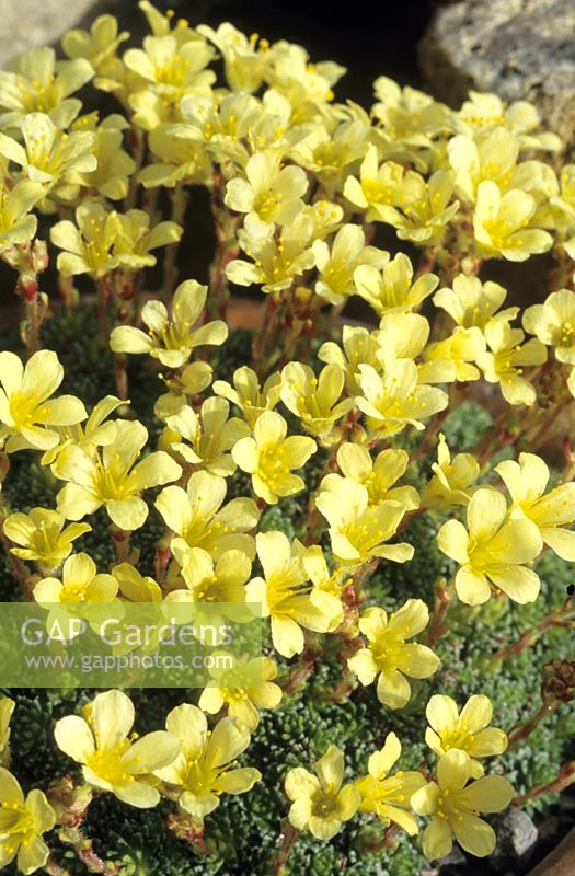 Saxifraga x borisii Vesna