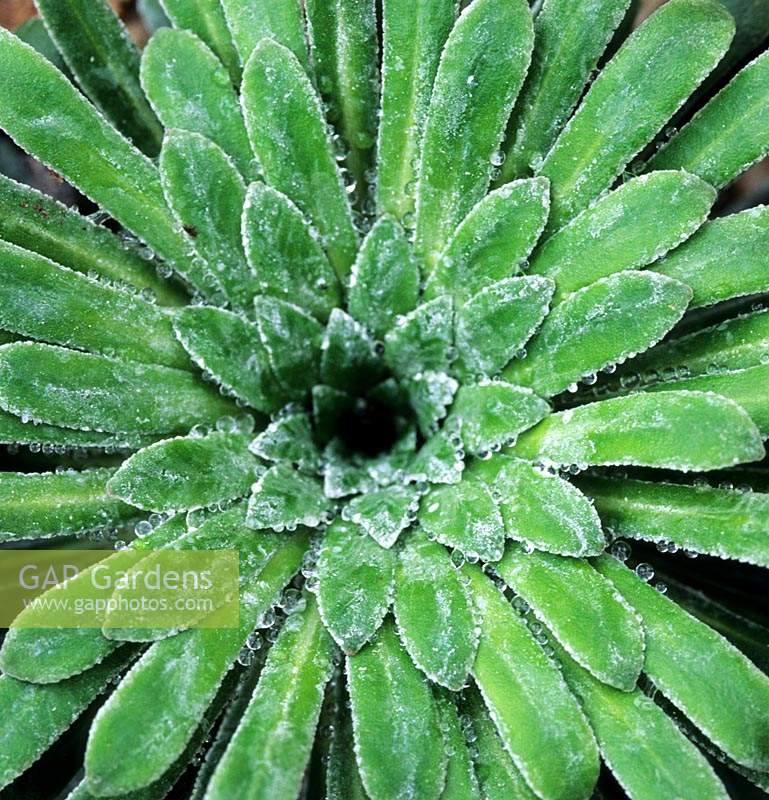 Saxifraga longifolia Tumbling Waters