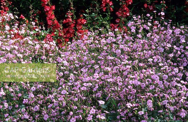 soapwort Saponaria vaccaria Pink Beauty