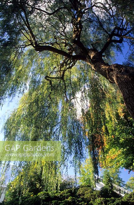 Savill Gardens Surrey weeping willow Salix alba Tristis