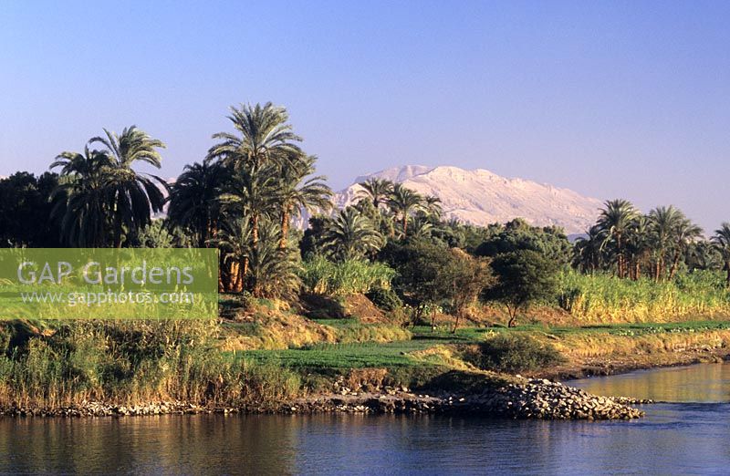 Date palms along the banks of the Nile near Luxor Egypt