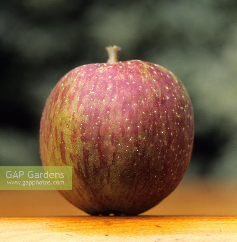 Apple Cornish Aromatic red and green