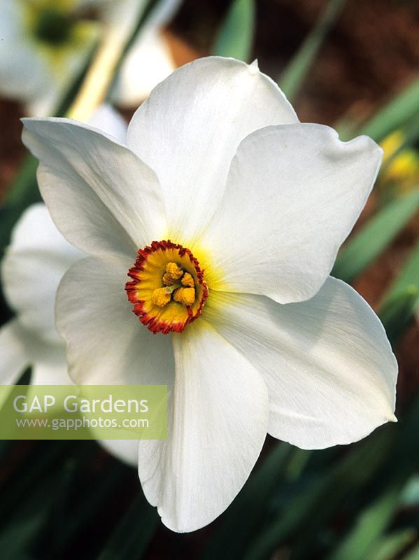 daffodil Narcissus Actaea white daffodils flower spring flowers