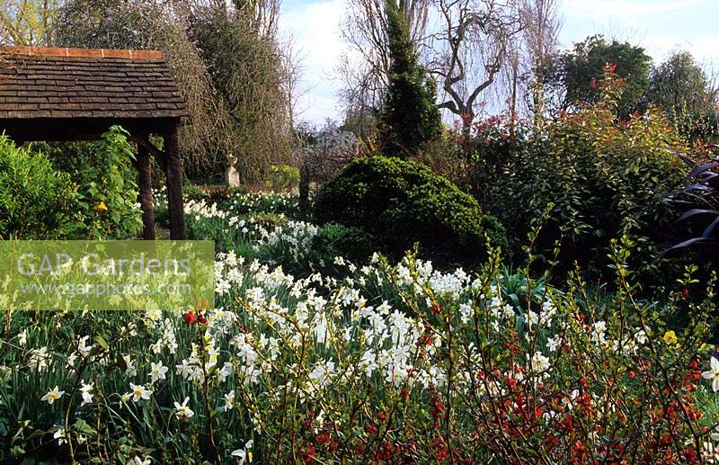 white daffodils in Spring garden Narcissus flower bulb March white cream Rymans Sussex quince daffodil flowers