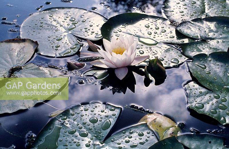 Nymphaea alba white waterlily