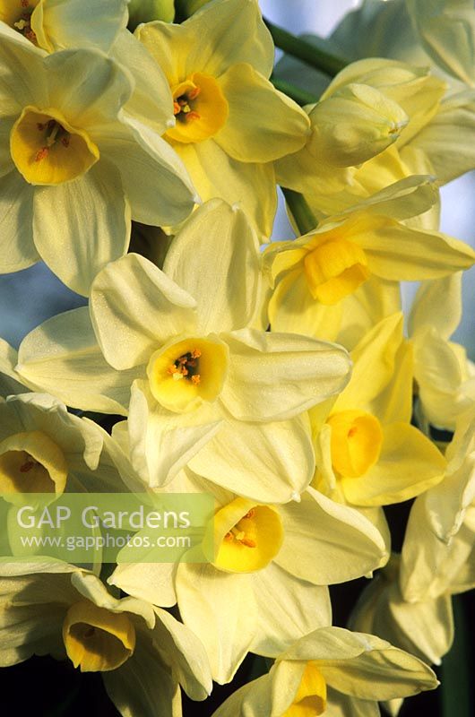 paperwhite daffodil Narcissus Omri Tazetta yellow spring flowers flower