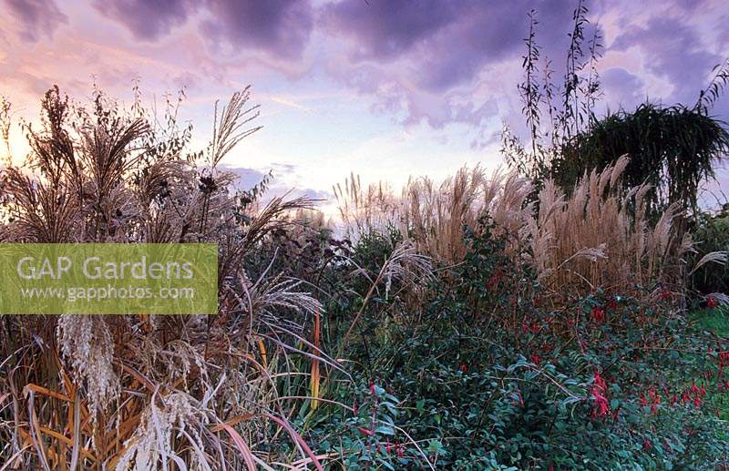 Marchants Sussex Ornamental grasses seed heads and perennials in autumn grass