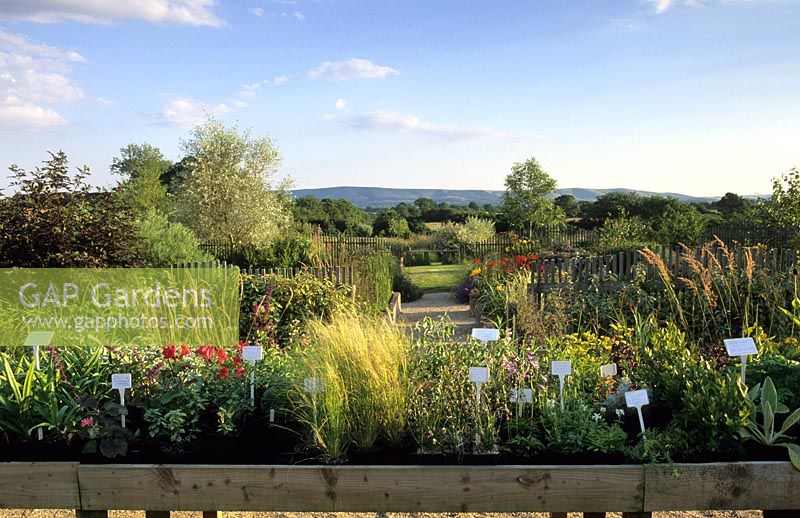 Marchants Sussex specialist nursery Ornamental grasses seed heads and perennials in autumn