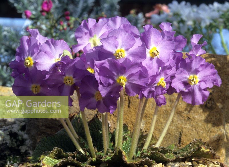 Pyrenian violet Raymonda nathaliae
