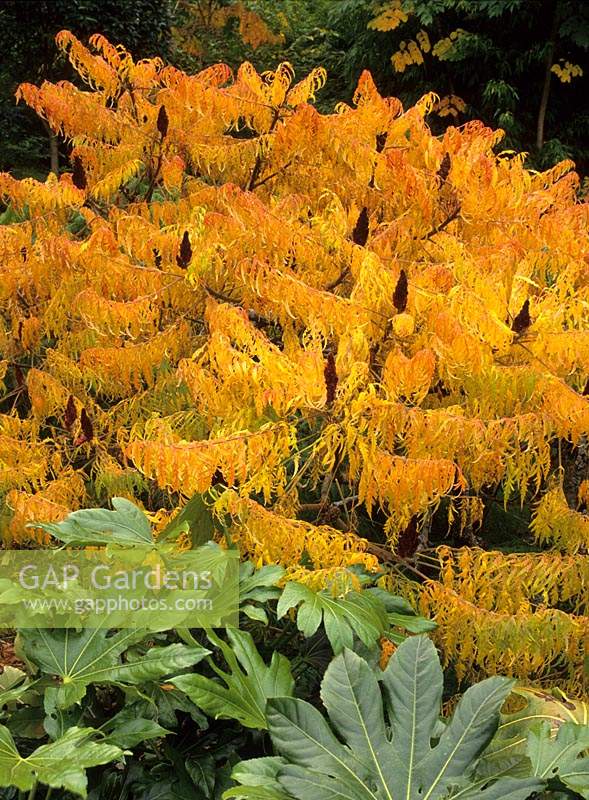 sumac Rhus typhina 'Dissecta' syn 'Lacinata' with Fatsia japonica