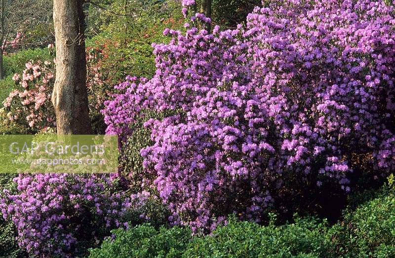Valley Gardens Surrey Rhododendron augustinii