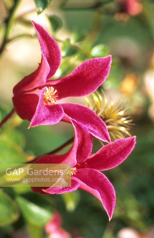 Clematis texensis Princess Diana