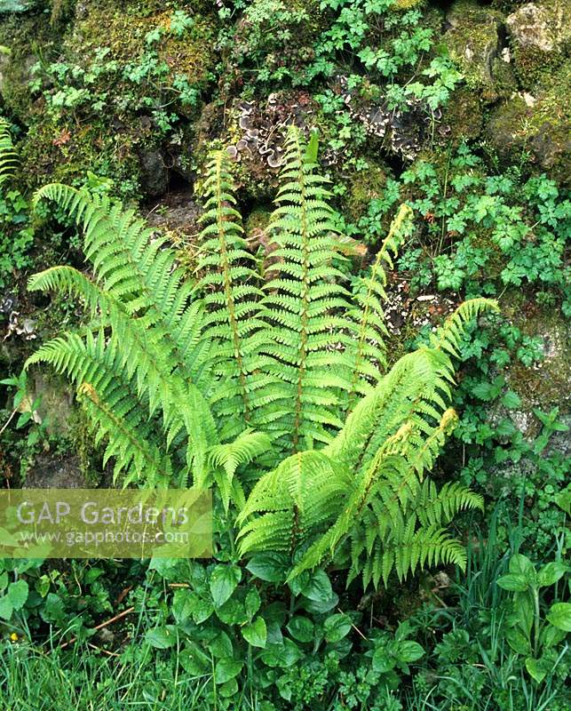 Lady fern Athyrium filix femina growing at base of stone wall