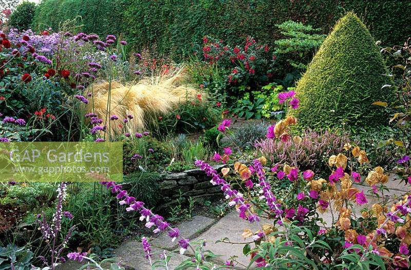 Eastgrove Cottage garden nursery. Worcestershire. mixed border; in autumn. Salvia leucantha. Bouganvillea. Stipa tenuissima.